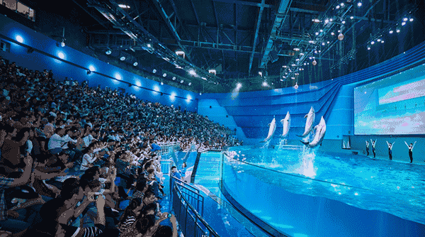 在驯兽师的带领下 小海豹展现的聪明与智慧 更是让人叹为观止 水中