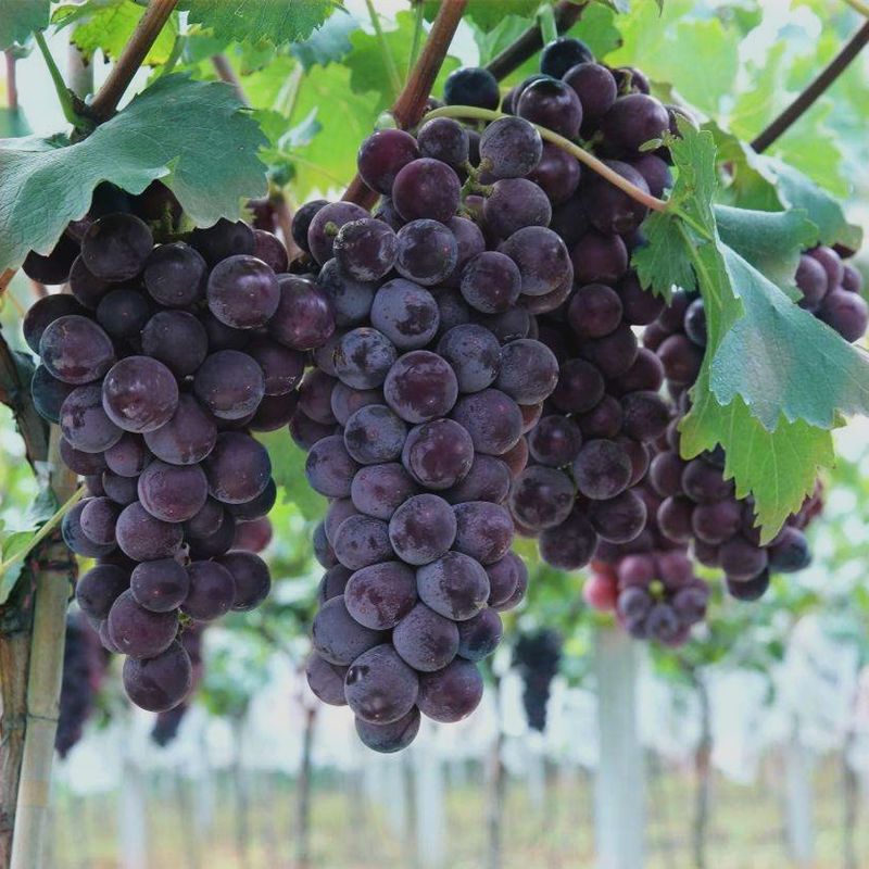 巨峰葡萄