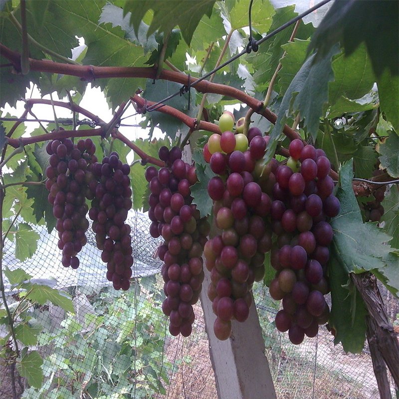玫瑰香葡萄
