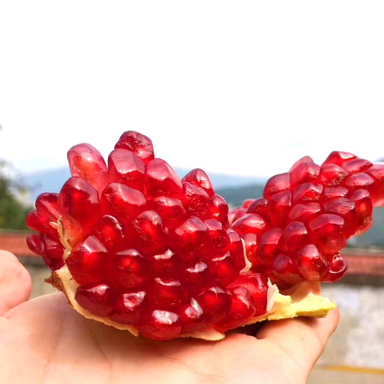 突尼斯软籽石榴 5~8颗 4.5斤装(二级花皮果)
