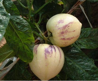 七彩人参果4个(约400-450g)