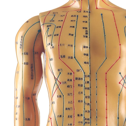 中研太和针灸穴位人体模型医用教学男模型高清50cm经络模型