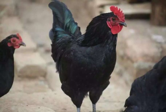 散养五黑公鸡 准妈妈滋补佳品 滋补黑精灵 新鲜现杀 整只包邮