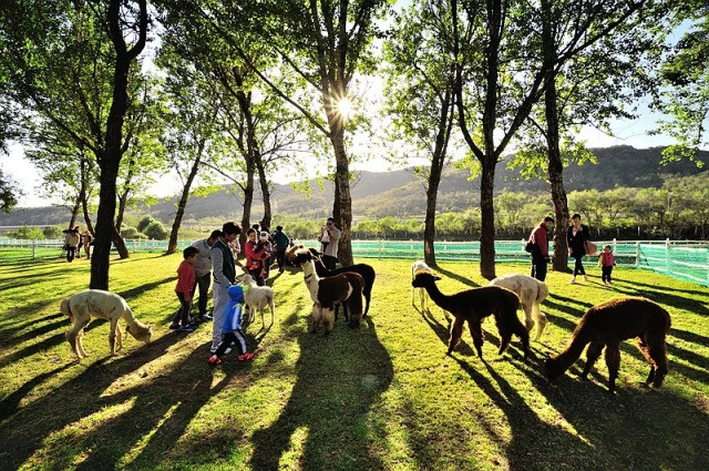 采摘 赏浪漫花海 萌宠互动 马术表演,秋高气爽,一起来铭湖牧场玩吧!