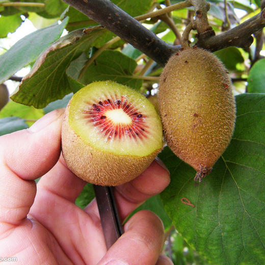 【珍佰粮-红心猕猴桃5斤/箱】新鲜水果奇异果当季中大果弥猴桃 可发