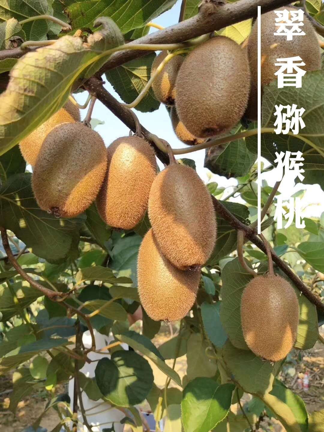 翠香猕猴桃