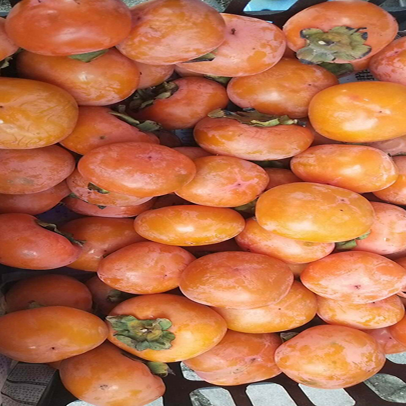 【华伟水果】柿子 1斤装