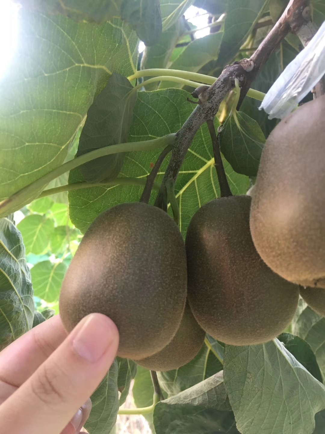 金山本地红心弥猴桃