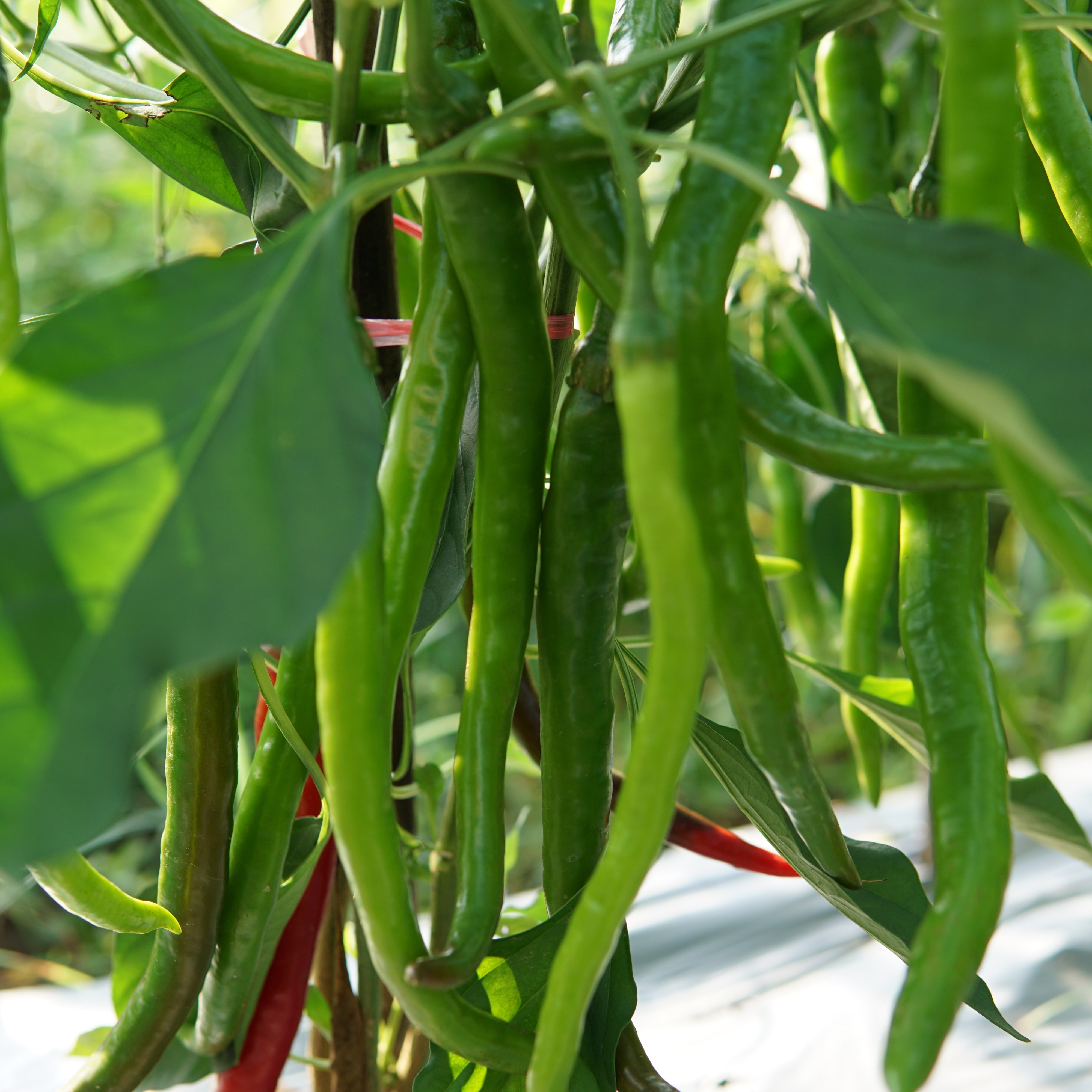 绿家自产 | 有机线椒