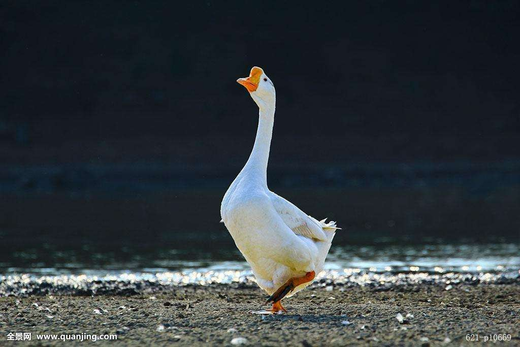 20之后发货】天然踏雪肥鹅,净重7斤以上138元(包括肝,心,鹅珍)