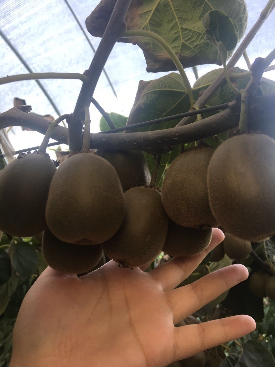 金山本地红心弥猴桃