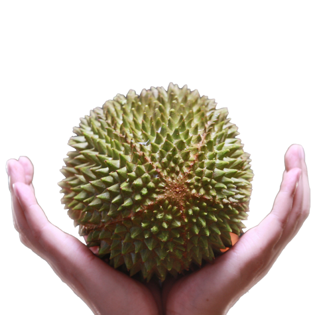 猫山王榴莲（新鲜）