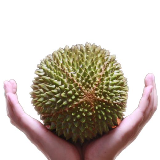 猫山王榴莲（新鲜） 商品图0