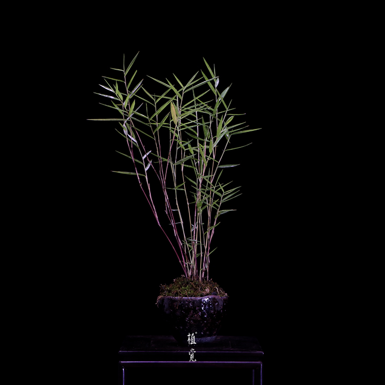 植觉 孤品 虎斑风竹