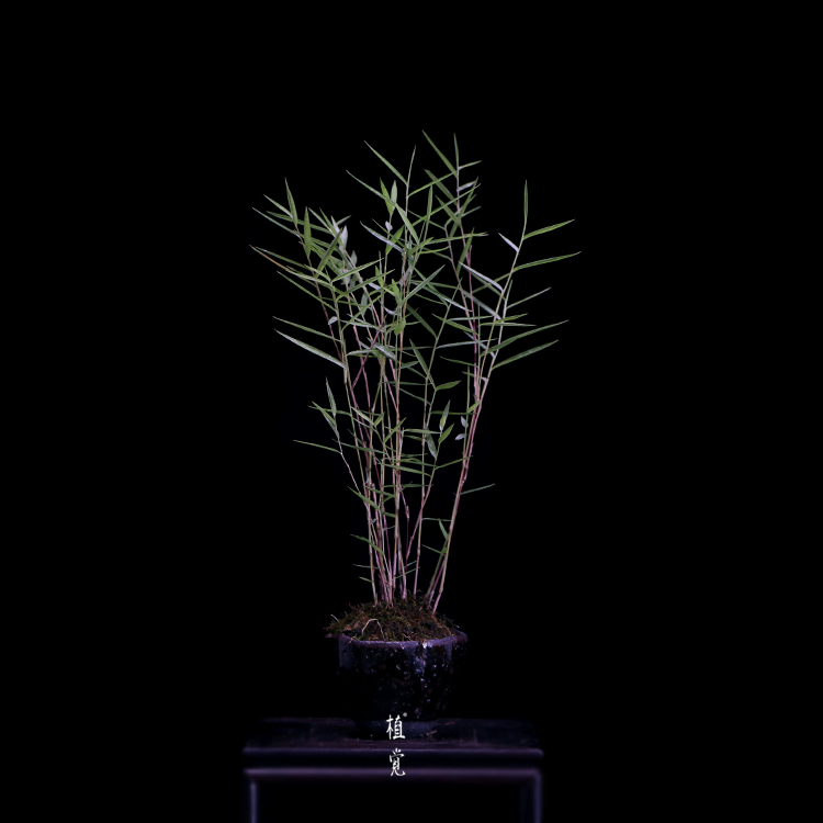 植觉 孤品 虎斑风竹