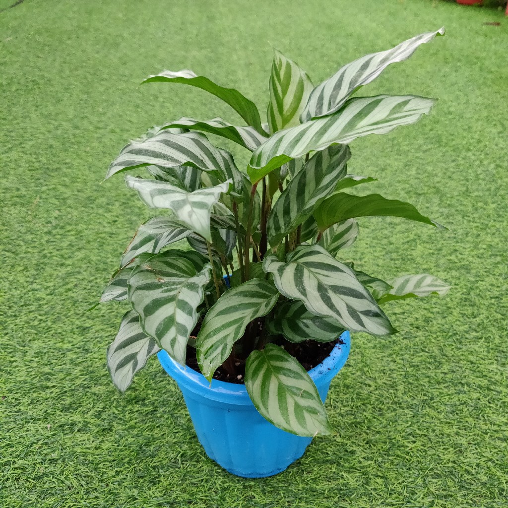 苏州东方花博园-翠叶竹芋