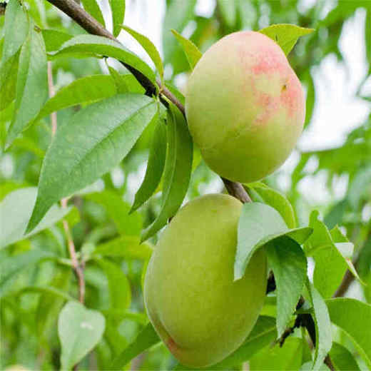 鹰嘴桃 商品图0