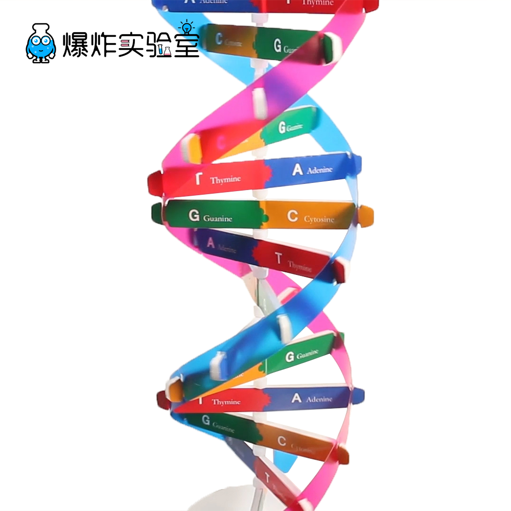 dna模型手工制作粘土图片