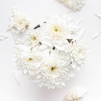 (测试不退款)澳洲永生小雏菊