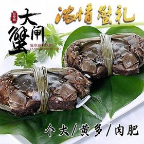 金壳王阳澄湖大闸蟹