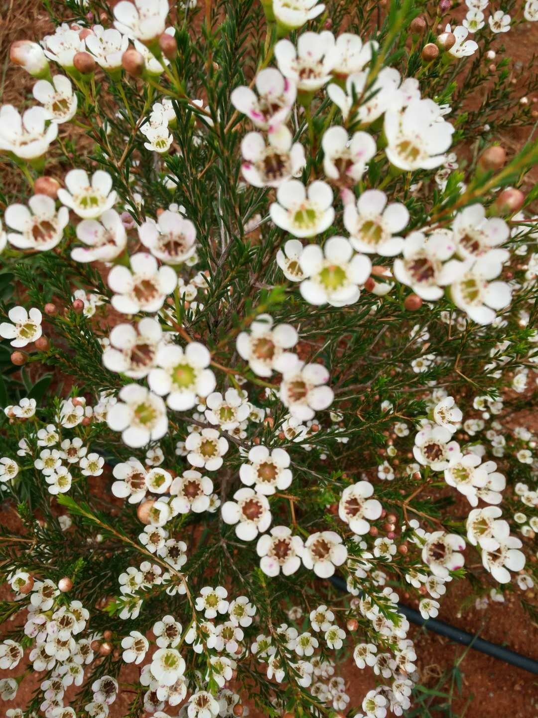 "杨月季"澳洲蜡花～平头白 它花大而色纯,拼插期较长.