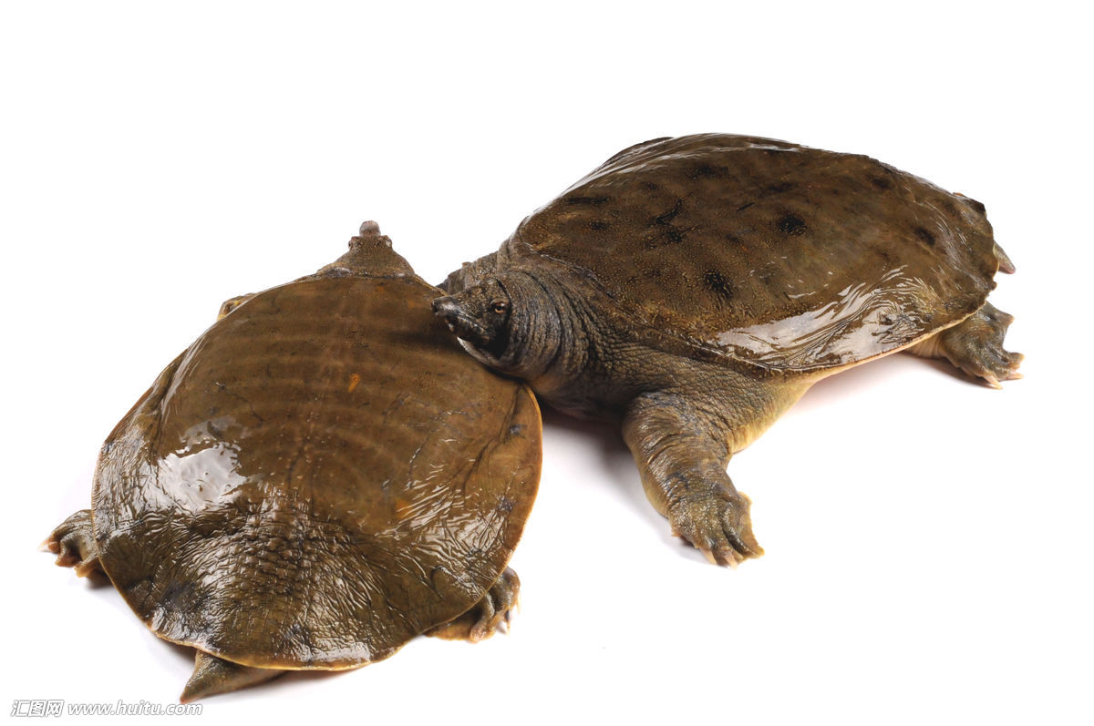 水鱼 甲鱼 鳖 一斤