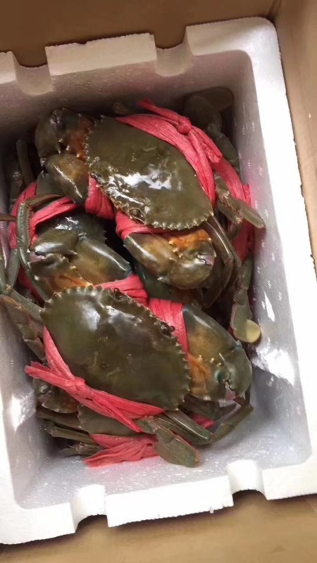 正宗三门青蟹(肉蟹),海湾养殖,大公蟹鲜活母蟹混装,中秋佳节必备豪礼