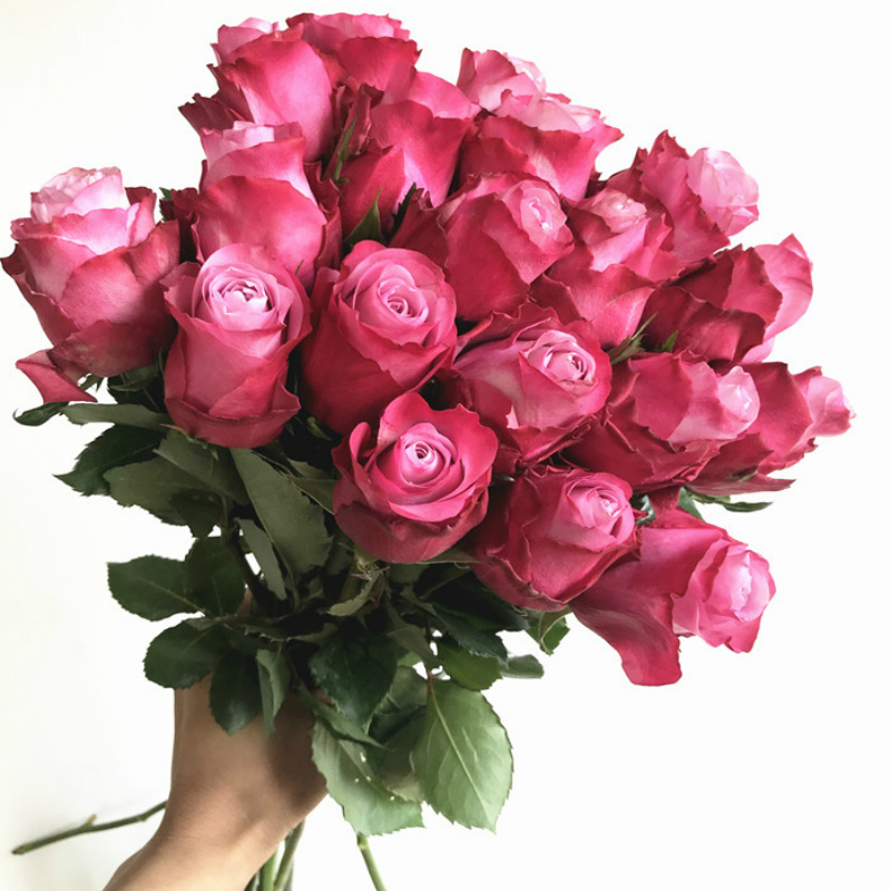 魅影玫瑰 1扎18支/扎 空运包邮