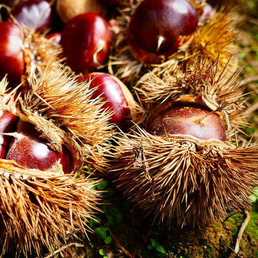 【贵州望谟 熟食板栗 】布依族"肾果" 164年种植历