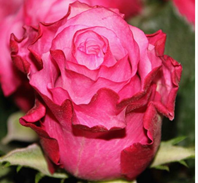 魅影玫瑰 1扎18支/扎 空运包邮