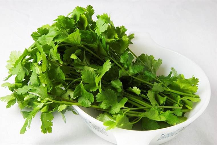 香菜