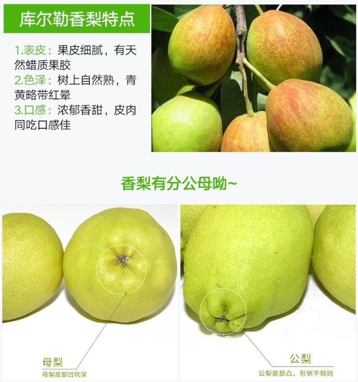 【特级库尔勒香梨】99元10斤|香甜多汁,皮薄香脆,产地直采,品质保证