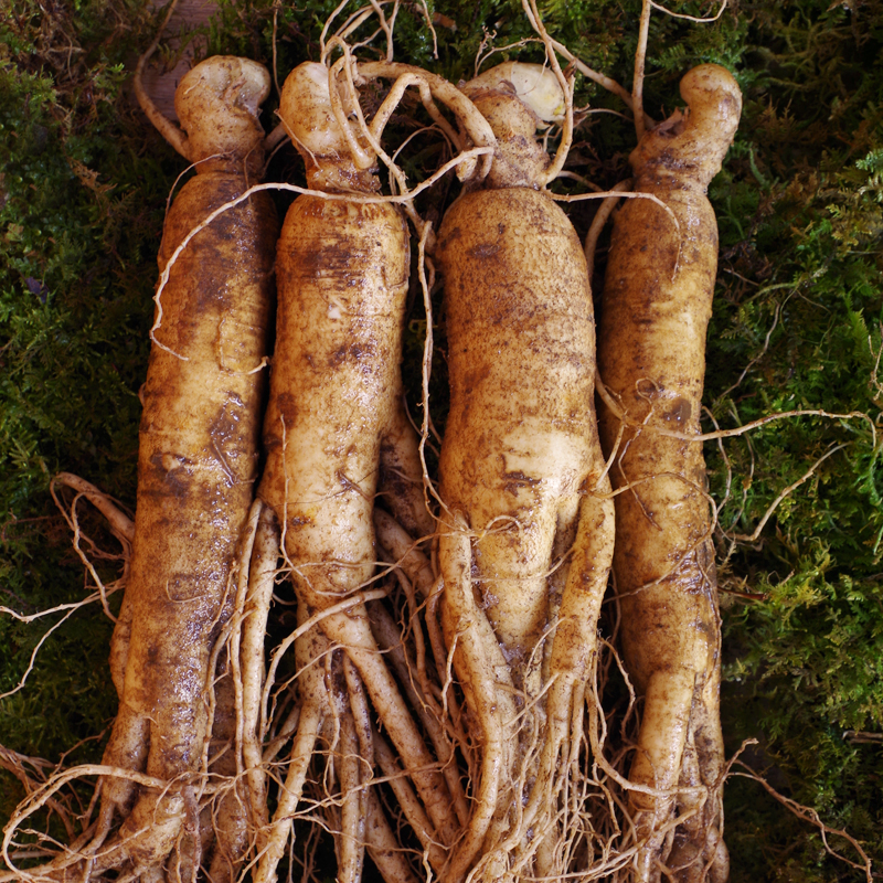 【优选】东北贡天下优选长白山黑蜂椴树雪蜜500g 可以含着吃的"冰淇凌