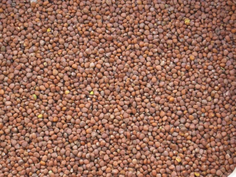 兰花子油,莱菔子食用油,纯兰花子油