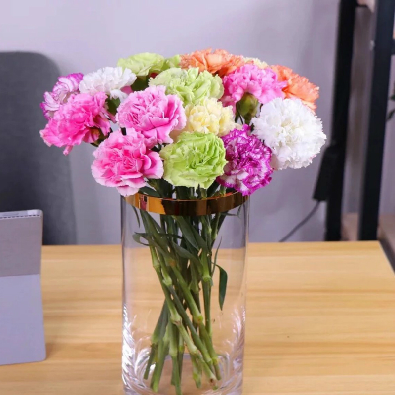 单头康乃馨 1扎15支 空运包邮