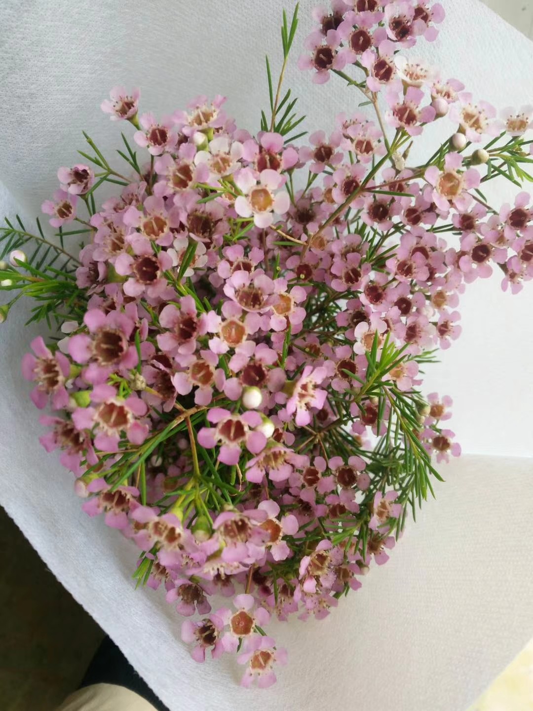 品名:"杨月季"澳洲蜡花——天使特点:不落花,不落蕾,花期长(单支精修