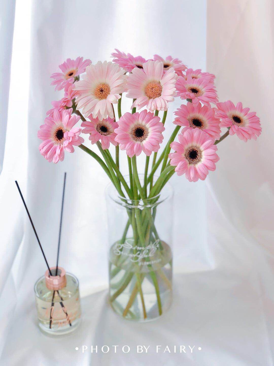 新品预售||迷你非洲菊【处女座】【珍爱】,【拉丝】,多种搭配