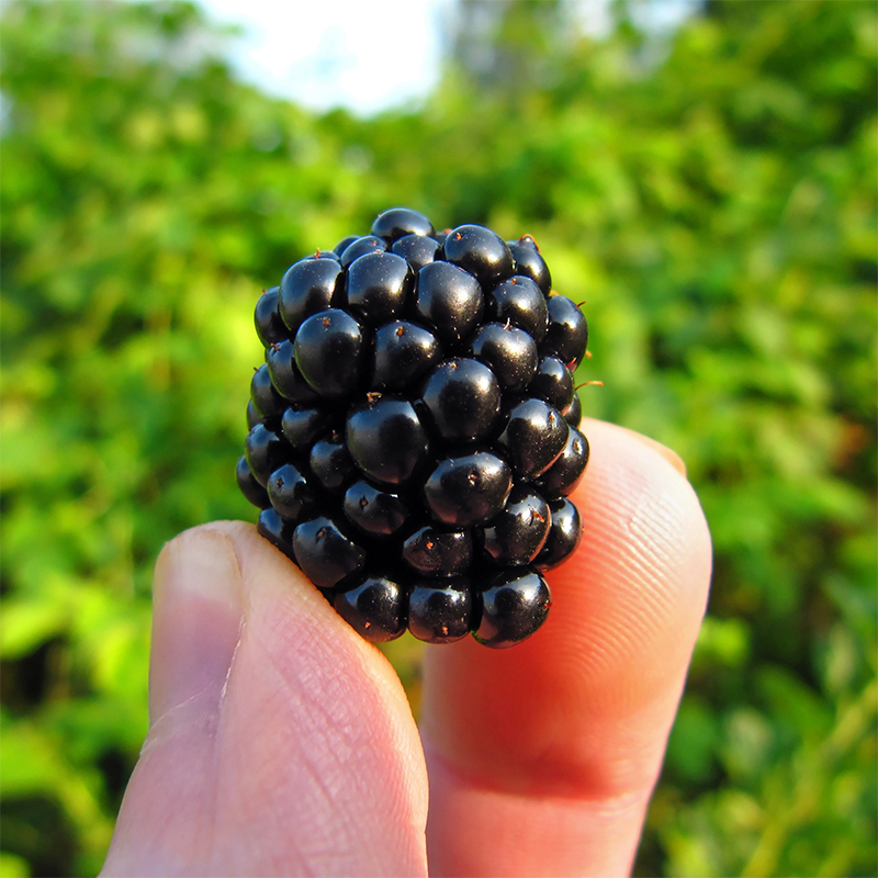 批发零售德蕾有机黑树莓水果覆盆子鲜果孕妇新鲜水果现摘现发黑树莓