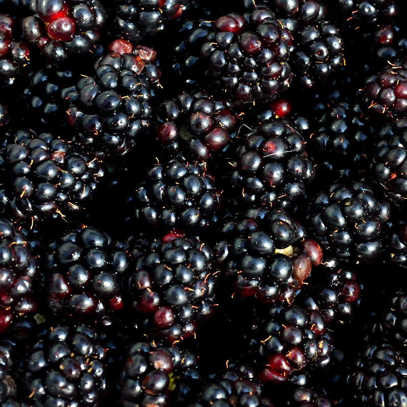 批发零售德蕾有机种植黑树莓水果覆盆子鲜果孕妇新鲜水果现摘现发黑