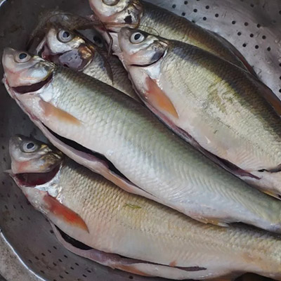 【江鲜宴】9月30号抱团去富春江 抢鲜