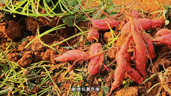 【产地发货】香甜软糯 入口顺滑 太行山绵薯 / 红薯