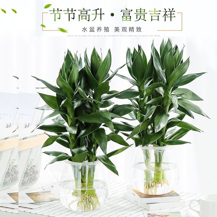 积分兑换奖品-一盆3根观音竹绿植盆栽包邮(仅限积分商城使用)