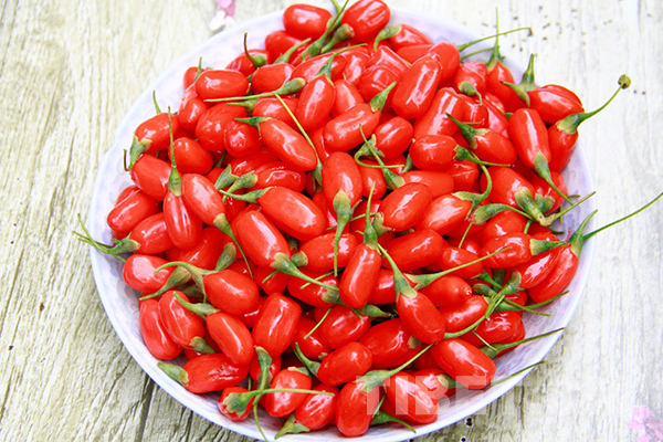 青海柴达木红枸杞500克