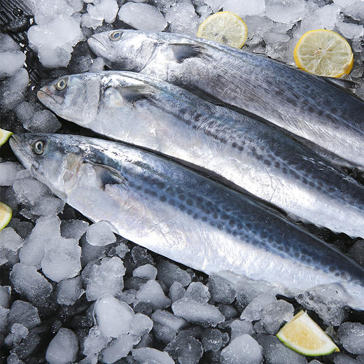 骤到 东海海鲜 野生冰鲜马鲛鱼(热气) 独立装 (全场199包邮)