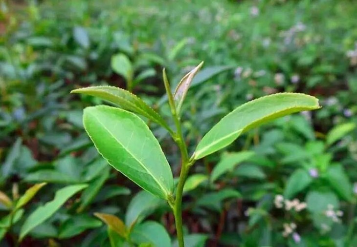 茶香记一段香梅占红茶2018年香高韵长武夷生态高山