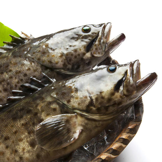 珍珠石斑鱼 商品图1