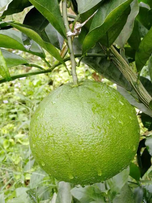 美国青柚  特别提示：本次秒杀商品为次果，表面有黄斑，偏软，但不影响食用，口感不错，拍下后需要一天内到店自提，介意慎拍 商品图3