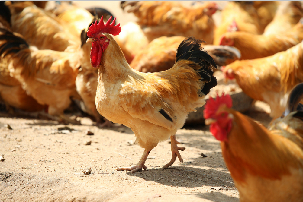 茂名本地走地220天阉鸡