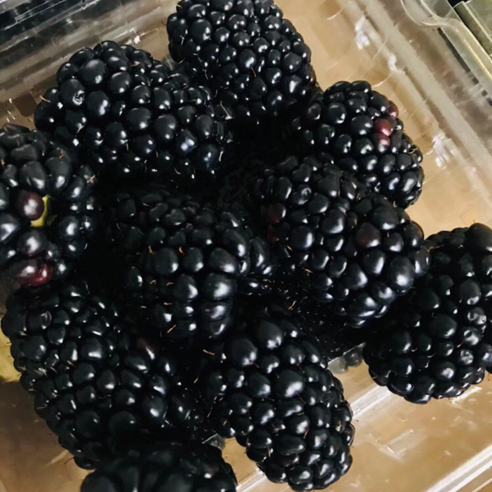 怡颗莓黑莓