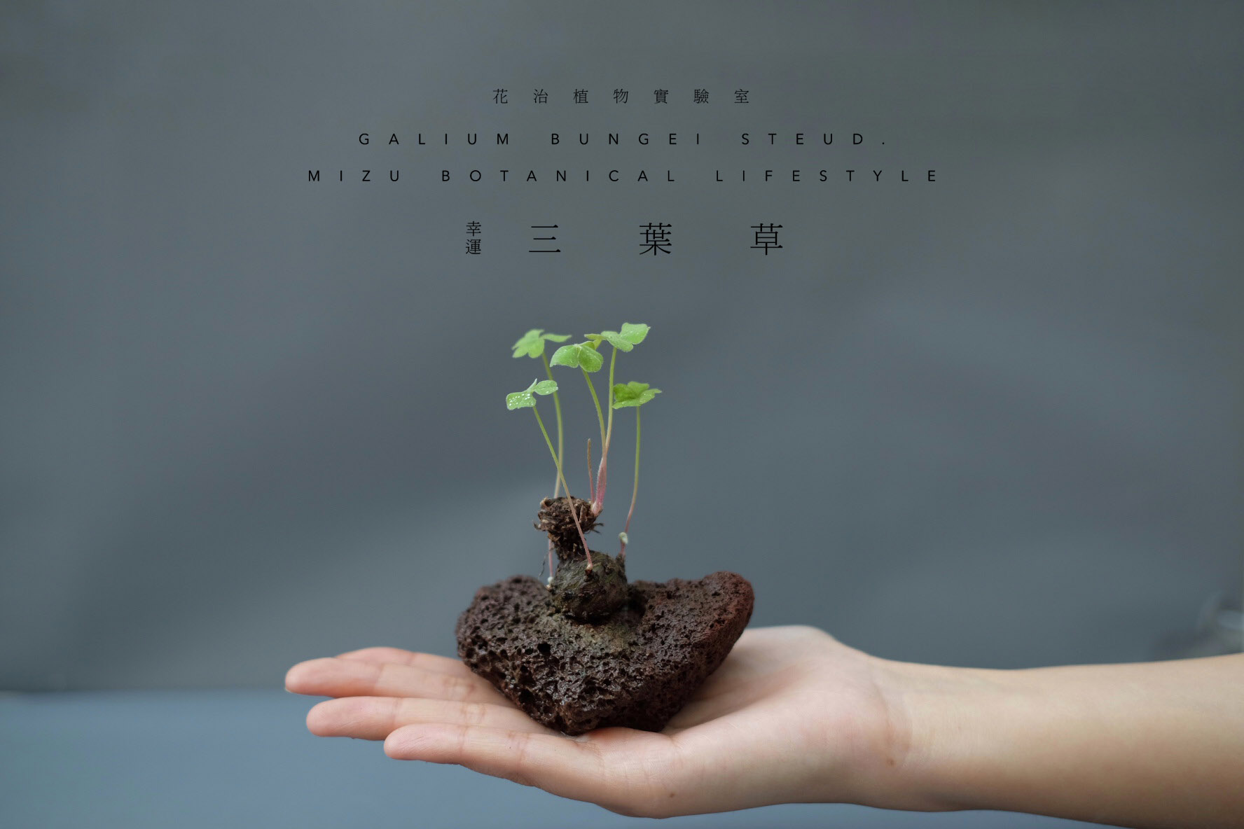 口袋里的幸运三叶草